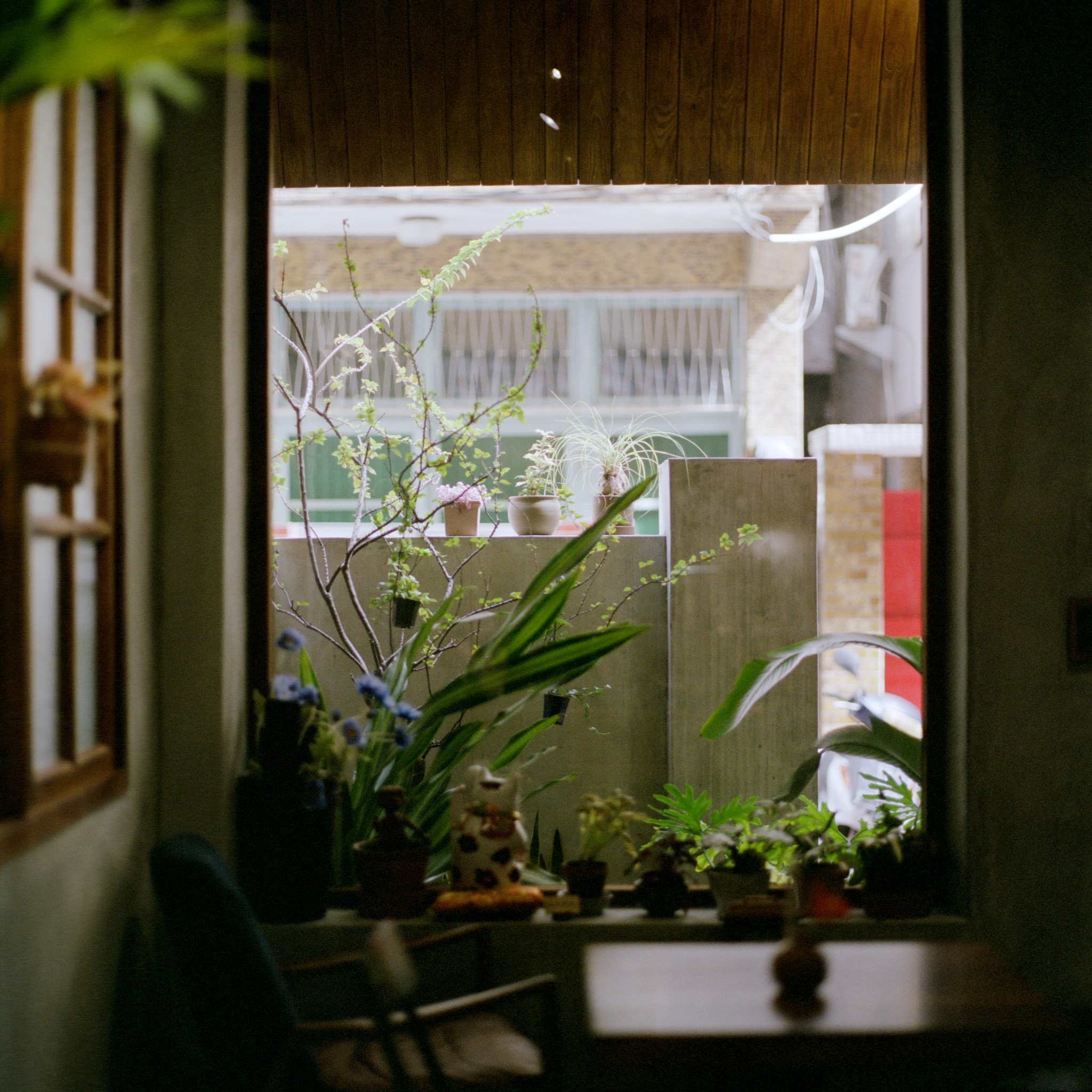 plant window
